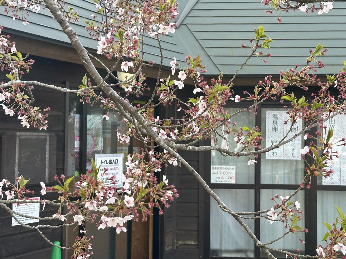 kagobopg's tweet photo. おはようございます。
本日も通常営業させていただきます。
桜🌸は四季彩館の周辺のみ、まだ花を辛うじて
残しています。あとどのくら持ってくれるかなぁ。

＃桜の開花状況　＃宮城県　＃大崎市田尻 https://t.co/Y3mxadjiL2