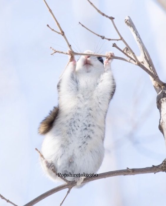 Popshiretoko360🐾 tweet media