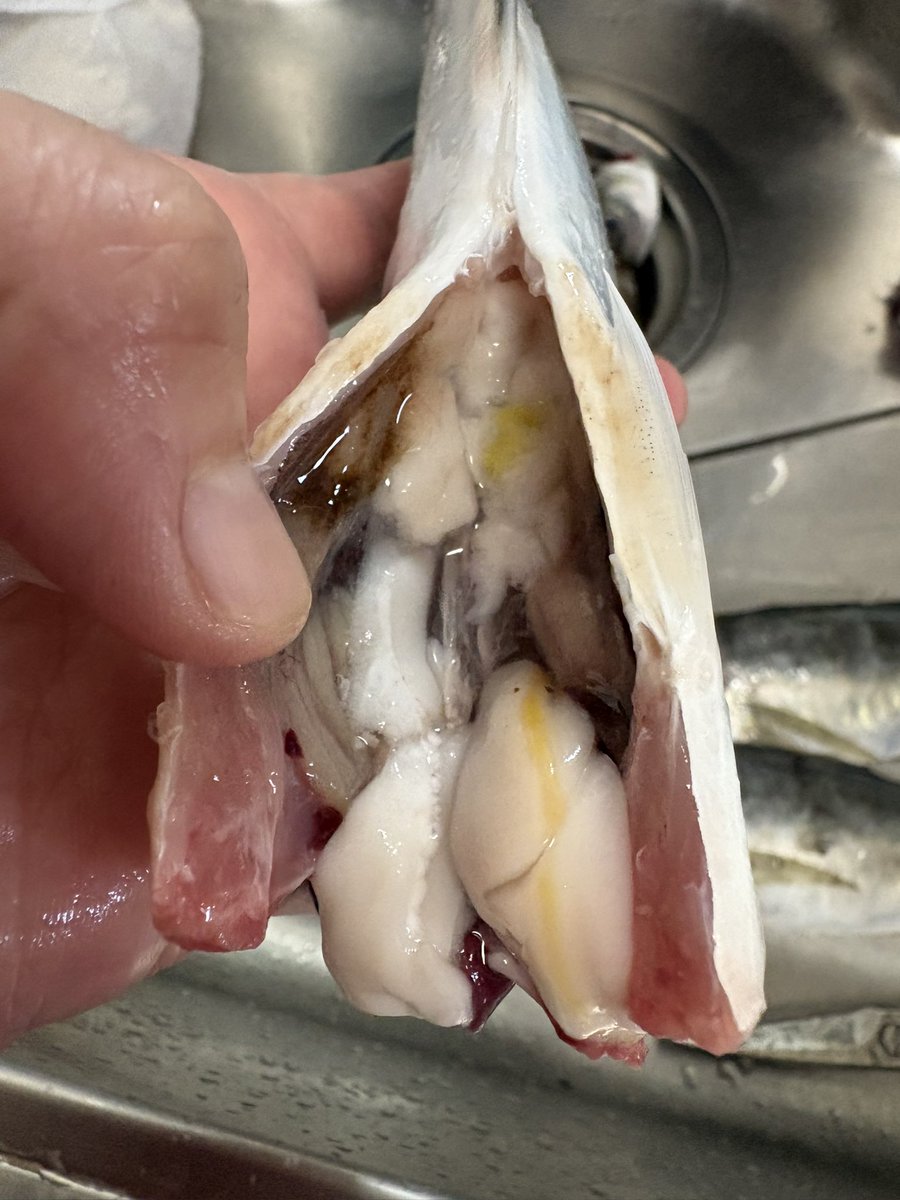 akinamoco's tweet photo. １７日(金)玲翔丸さんでコマセ五目に🎣
用事あり午後から初めてお願いして出船、
三保は午後は出来ない場所あるので
デカ鯵狙いで、ゆっくりスタート😊
ポツポツ釣れて酔う事なく終われました😆
脂のノリは相変わらず良過ぎますね😋
今回は旦那さんのリクエストで鯵の開きに👍 https://t.co/wwBNUSxRO0