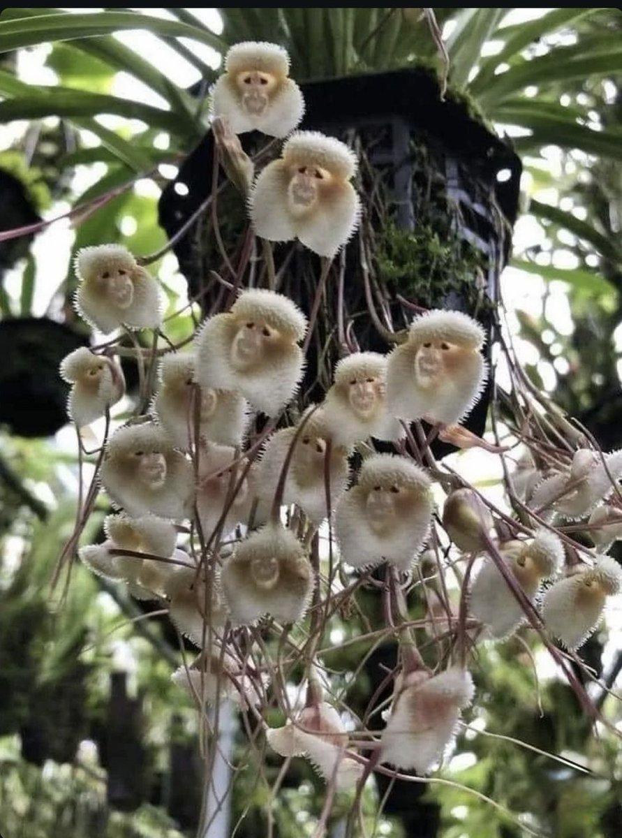 mshafqat72's tweet image. Nature’s artistry at its most playful 🌿🐒
Monkey Face Orchids surprise the world with blooms that look just like tiny smiling monkeys, proof that even flowers can have a sense of humor. 🌸✨

#NatureWonders #Orchids #Biodiversity #AmazingNature #FlowerMagic