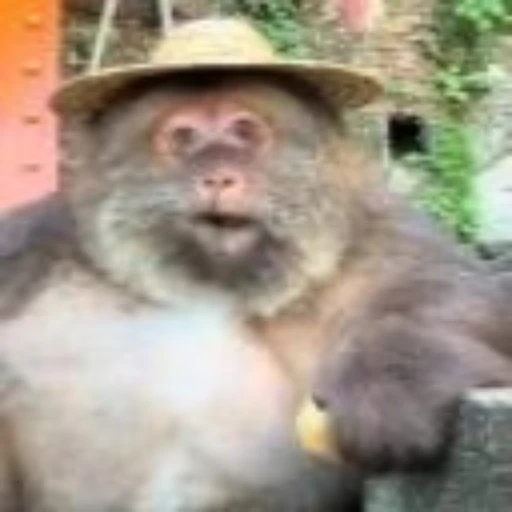 gabis/pandora tweet media