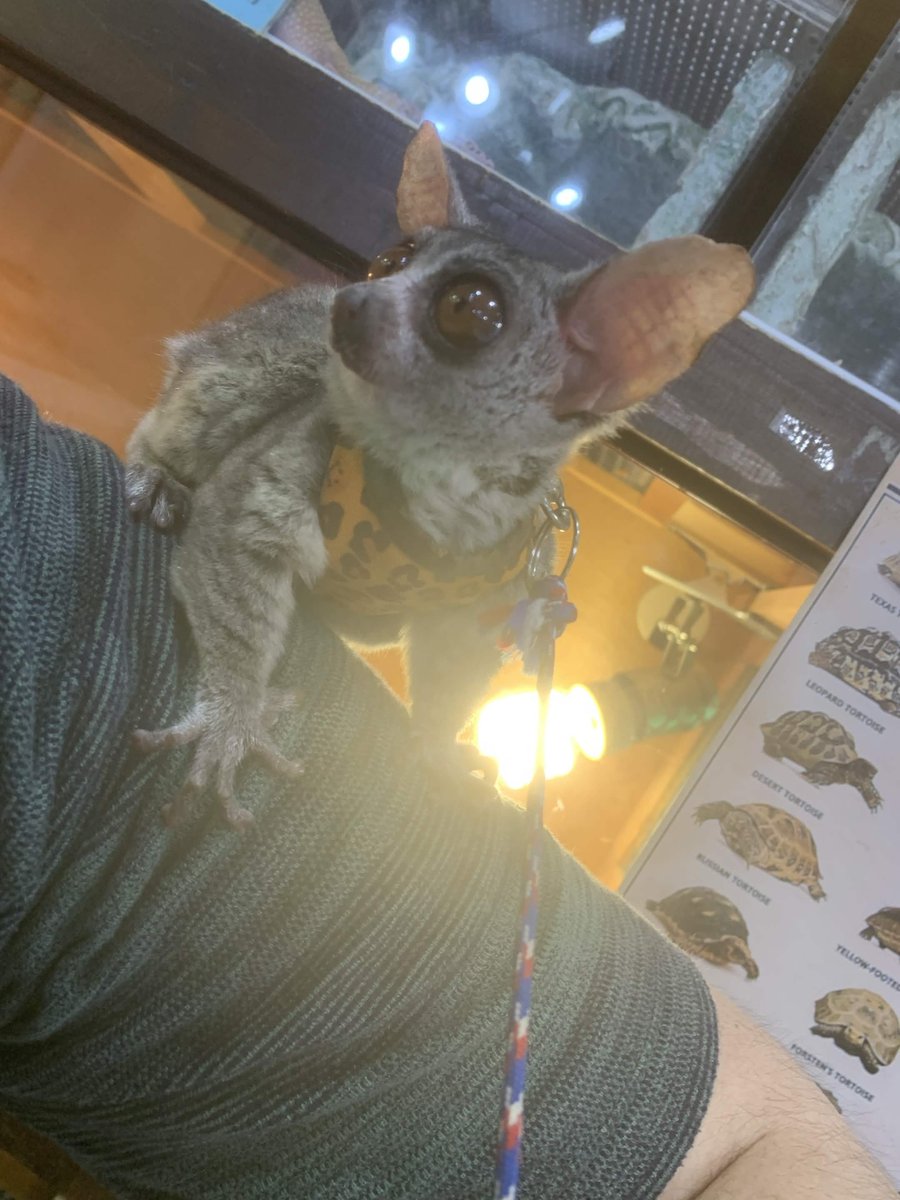 きゃみ tweet media