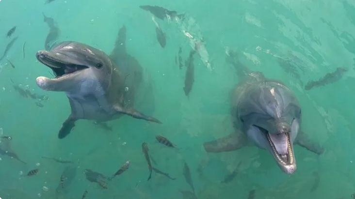 Evie_Hourglass's tweet image. Help the #dolphins at Hawks Cay keep their home - #Sign the Petition! c.org/MgFGpDXTwj via @Change #petition #signthepetition #Florida #FloridaKeys #SpeakOut #SpeakUp #TakeAction #ActNow #sanctuary #animalwelfare #animalrights #repost