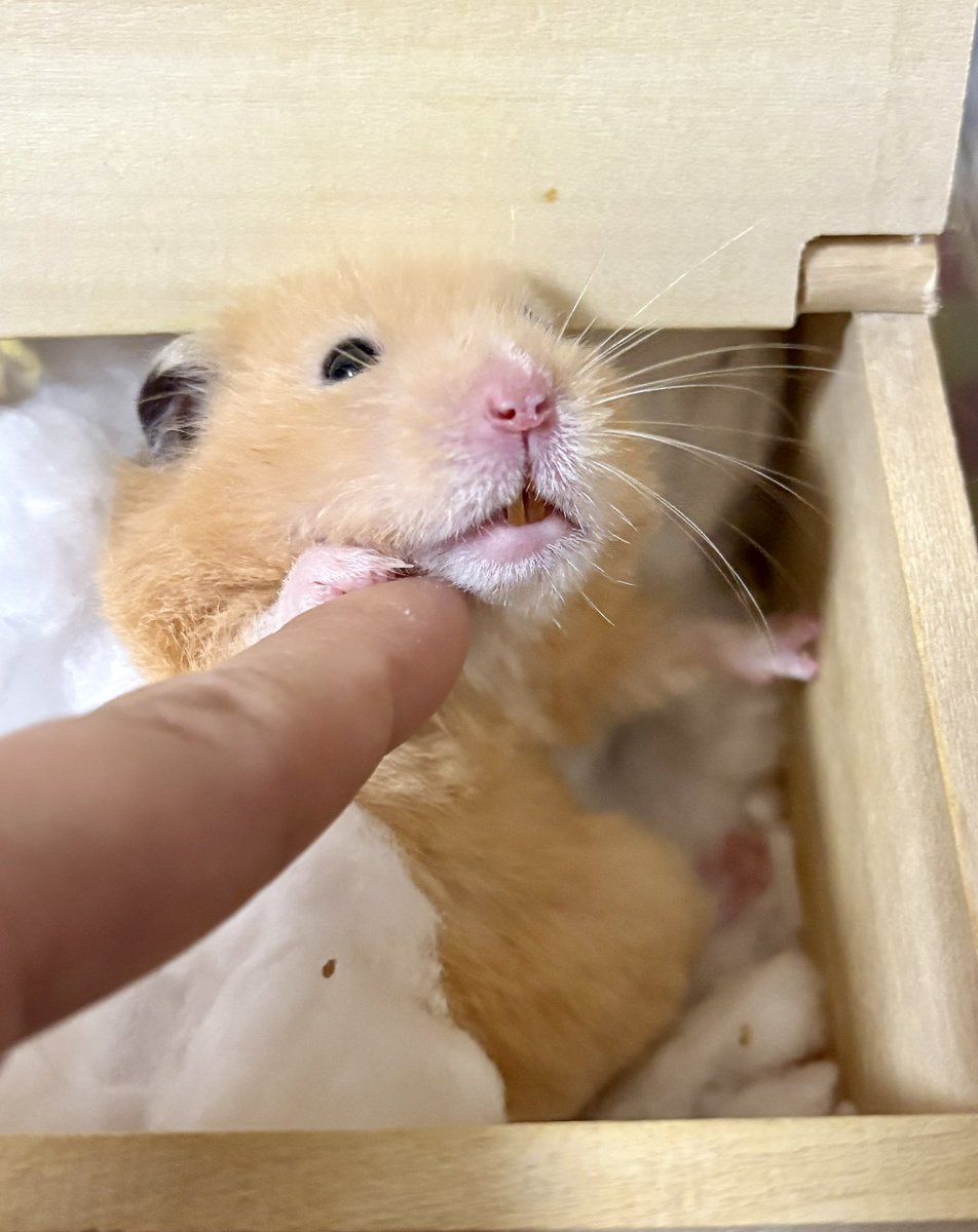 にゃり2号 tweet media