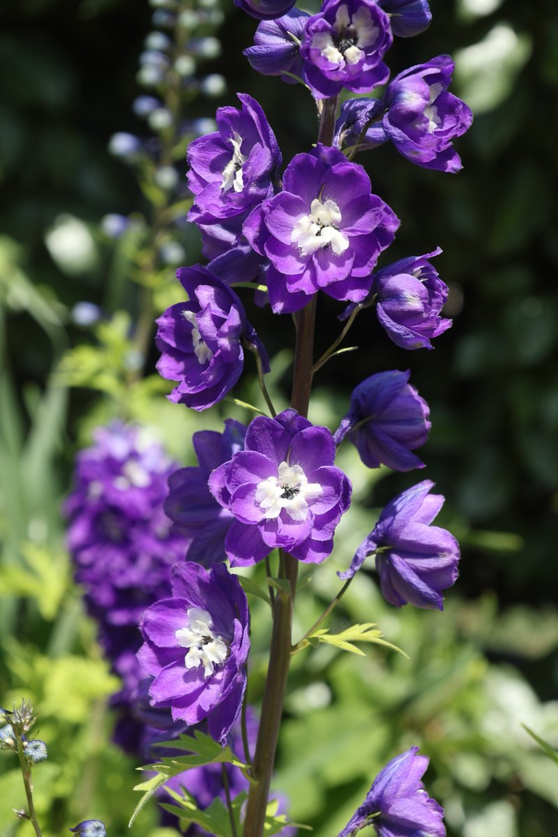 gontanokoneroku's tweet image. Delphinium 😃 

#Photography #Flowers #Delphinium