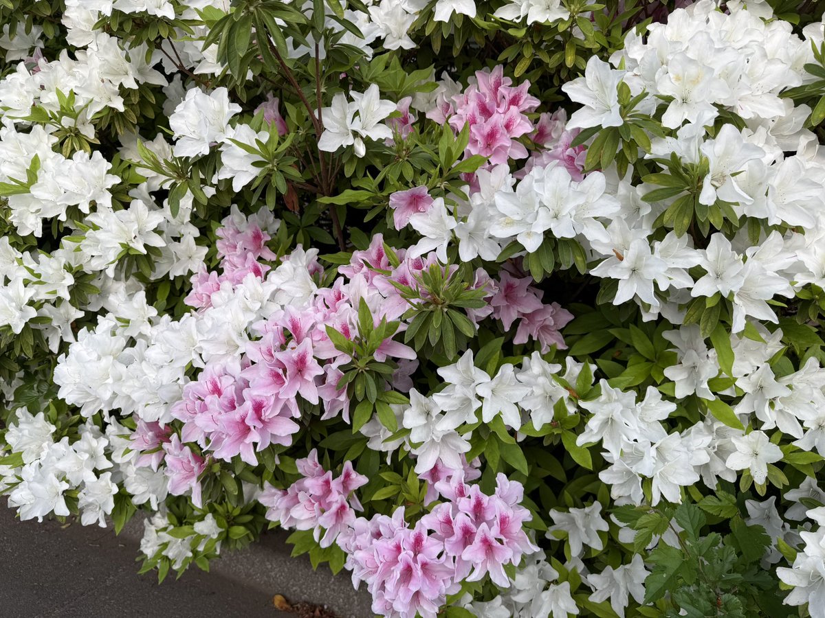 躑躅が綺麗な季節なんだけど、単一色じゃなくて色々混じってるのって、そういう種類なんだろうか。