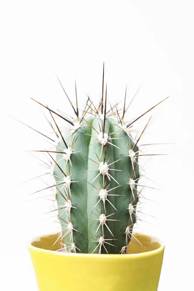Unreliablesize's tweet photo. @_blrz @cinnamonshampoo @esjesjesj You should deep throat a cactus. https://t.co/z8XqFs9TBs