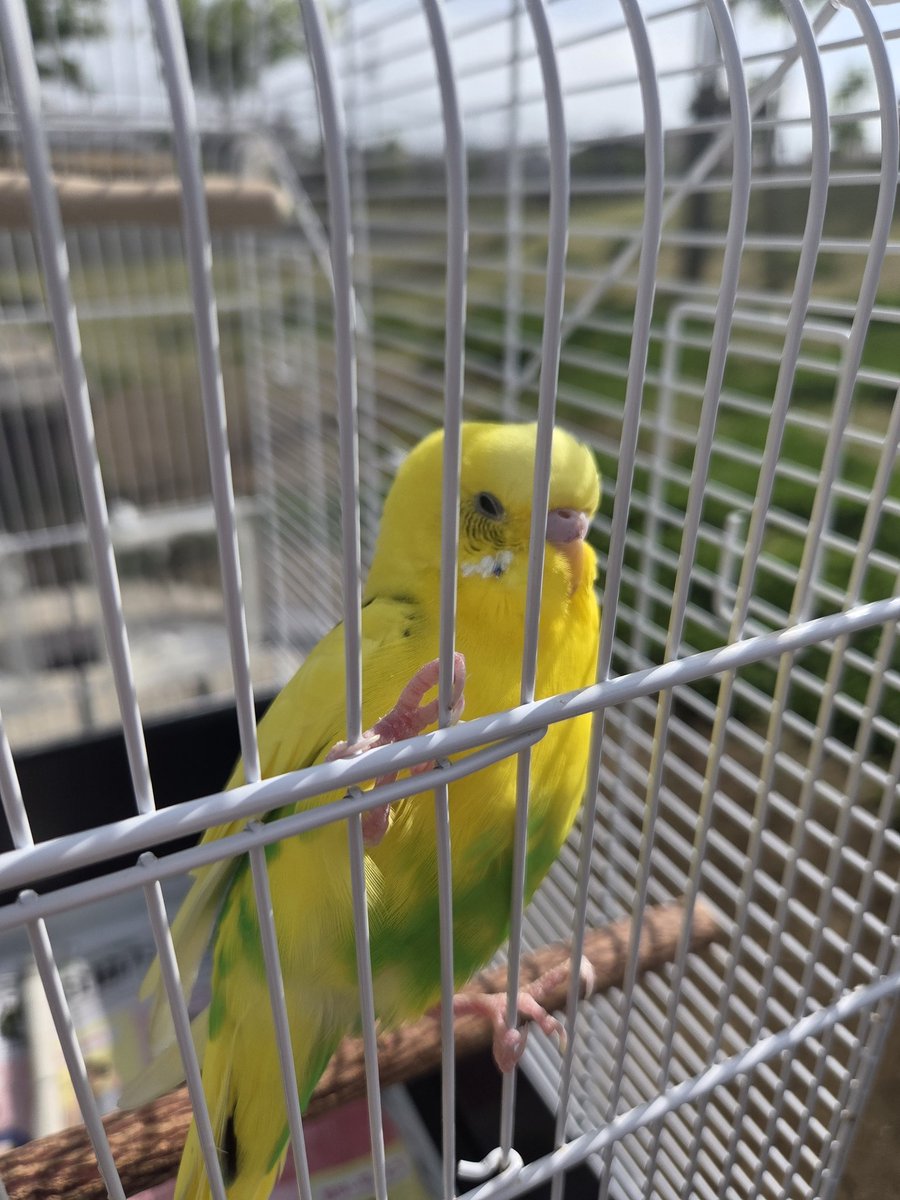 セキセイインコ見つかりました！ tweet media