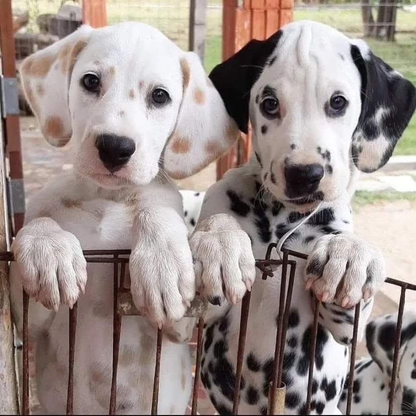 Belacilia999's tweet image. #dogs