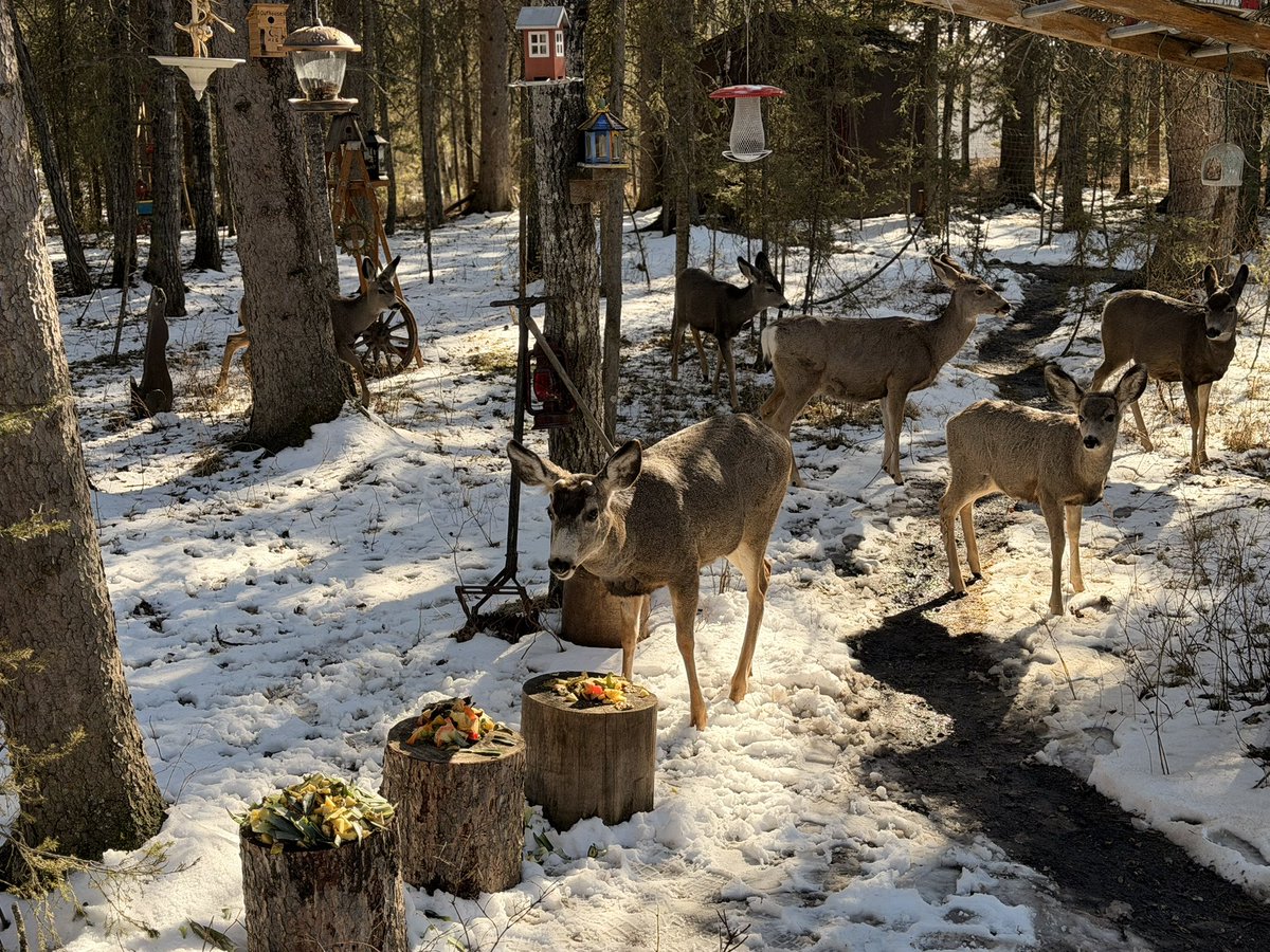 askrickdotcom's tweet image. Dinner time for everyone!
#Alberta