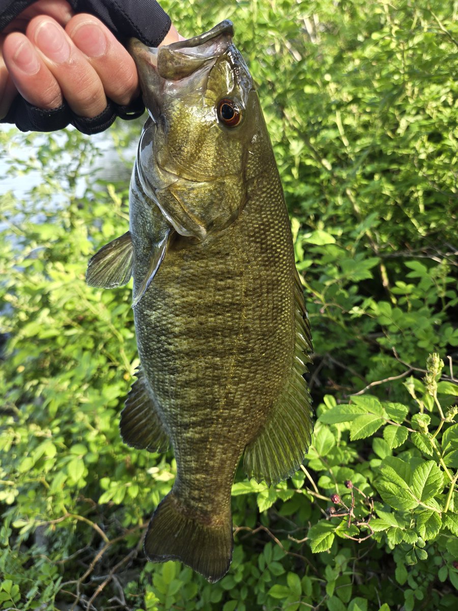 コタロウ tweet media