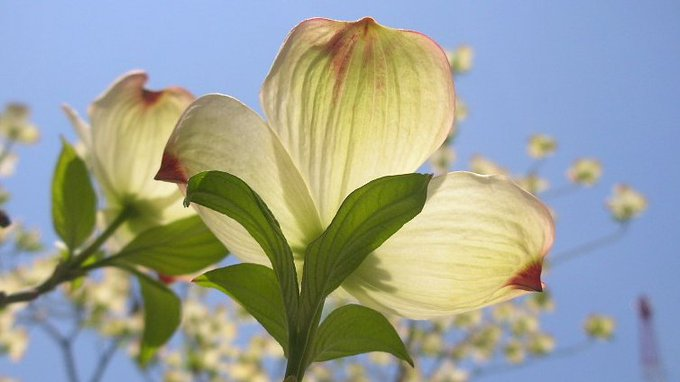 honky_tonk's tweet image. Growth and expansion of Consciousness — it’s also a process of reconstruction, we might say.
Because “I have remembered that I am God” is the goal.

意識の成長・拡大。それは復元工程とも言えます。
「神である事を思い出した」がそのゴールだから。
#awakening #覚醒