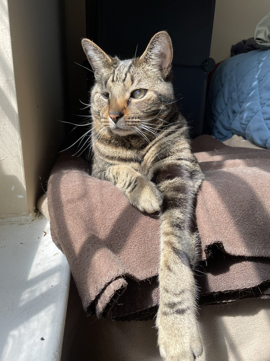 bri ✍🏻 🌷🐱 tweet media