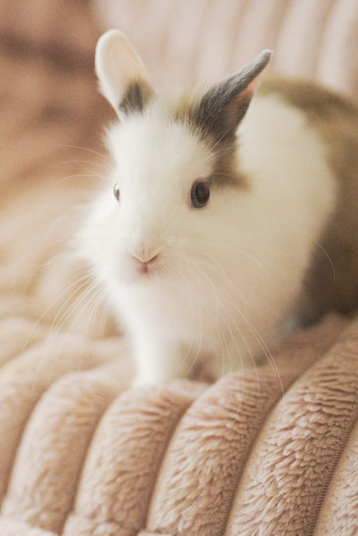 うさぎのぷにゃ tweet media