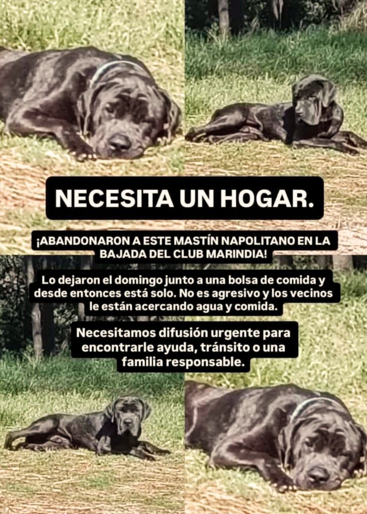 🔴 Abandonado🔴