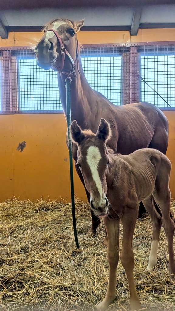 高昭牧場 tweet media