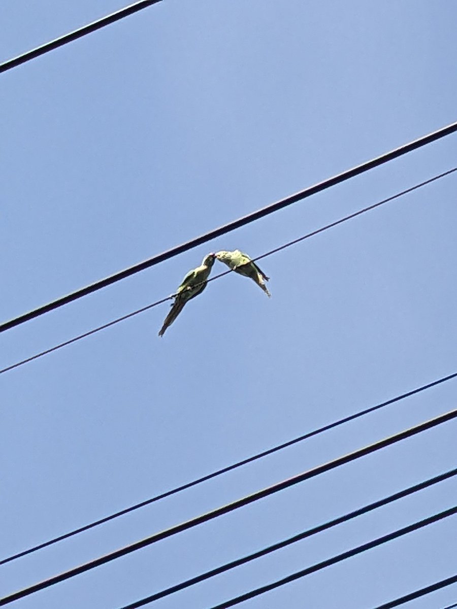 へるにあおにいさん tweet media