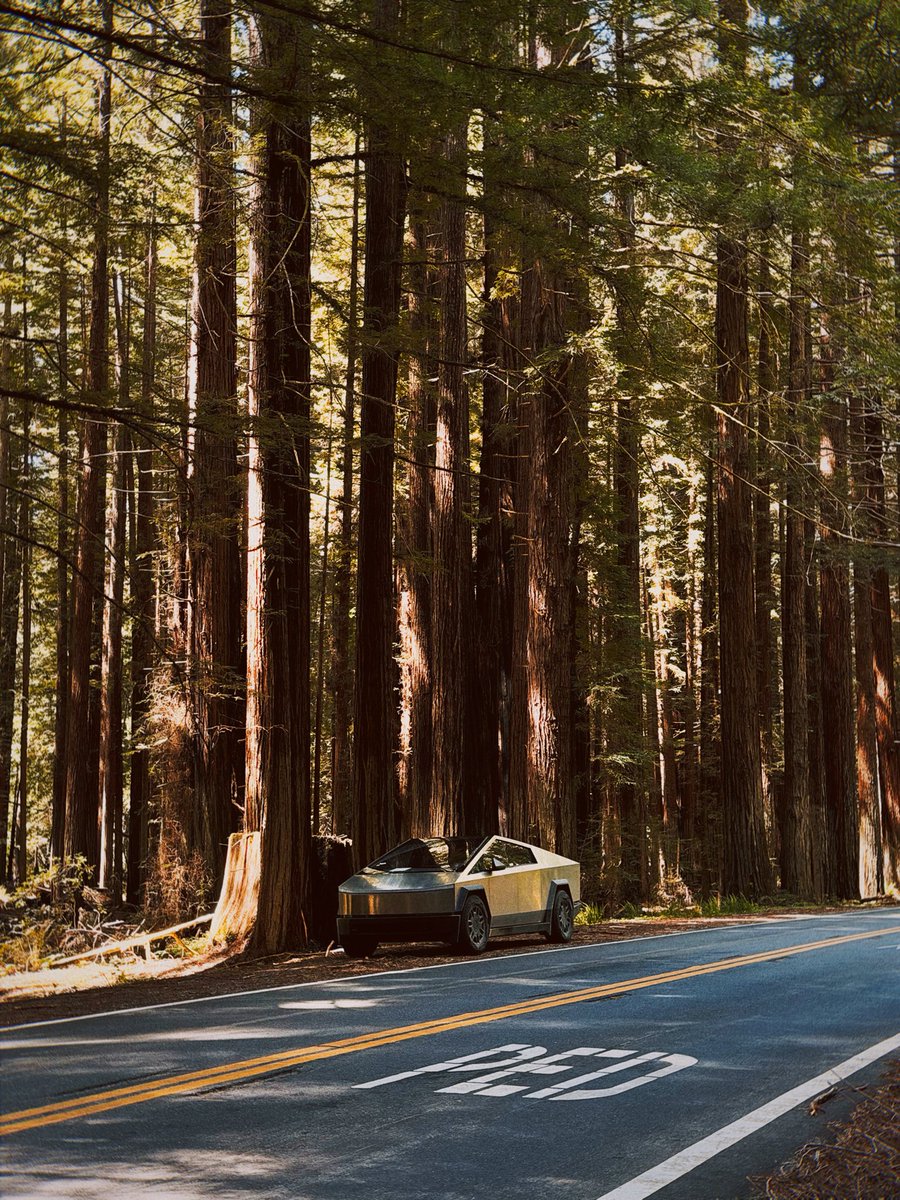 battleangelviv's tweet image. These redwoods are older than many civilizations 

Many were already growing while the Roman Empire was still around