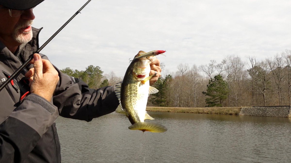 FishHandbook's tweet image. Catching bass on the SPRO McStick is always a fun bite!

#SPRO #SPROUSA #SPROFishing #WeAreSPRO #McStick
