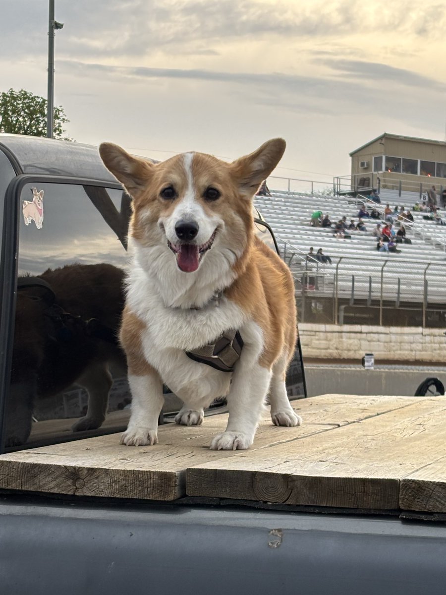 Dzus the Push Truck Corgi tweet media