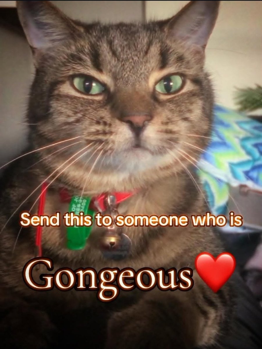 cat (@catposting__) / Posts / X