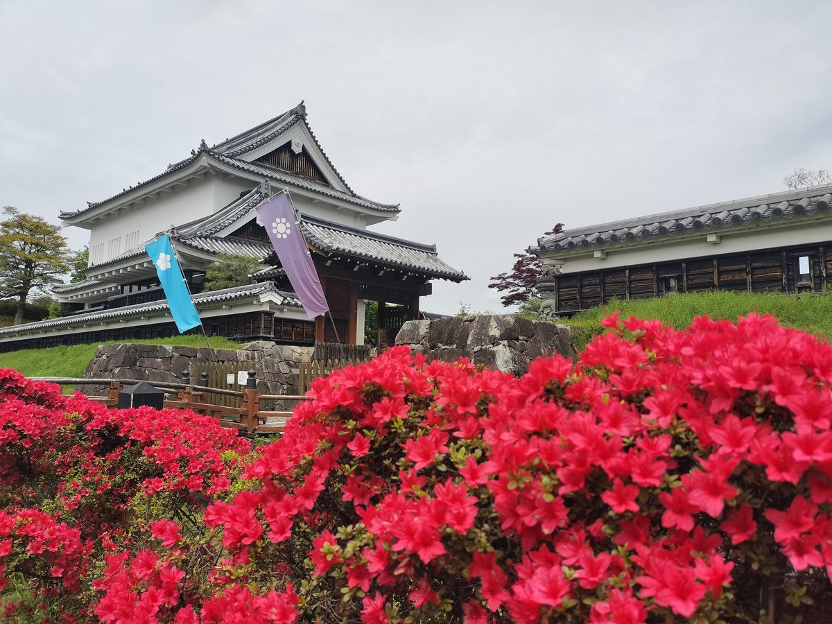 【公式】京都・長岡京おもてなし武将隊つつじ tweet media