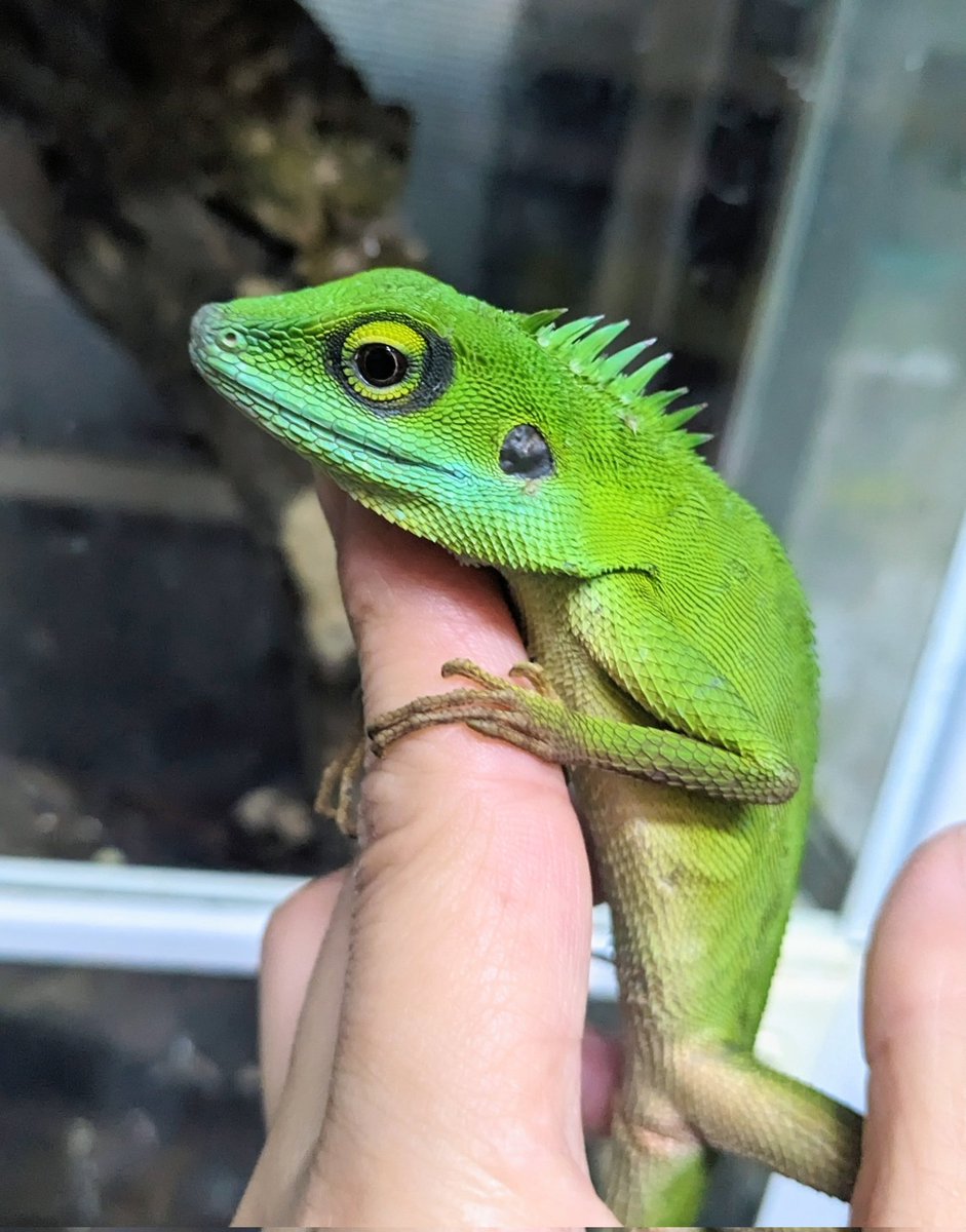 ブロンコセラトカゲってやつです。
コグシね。ユバトだともっと派手で見栄えしますが、わたしはこっちで良いです。久しぶりにこんなの触りましたものでちょっと嬉しいです💕