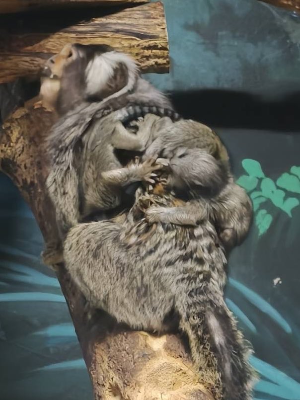 千葉市動物公園【公式】 tweet media