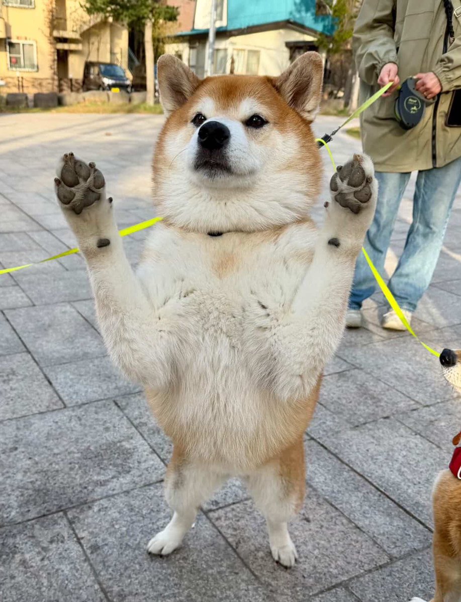 HAKU_shiba2020 tweet media