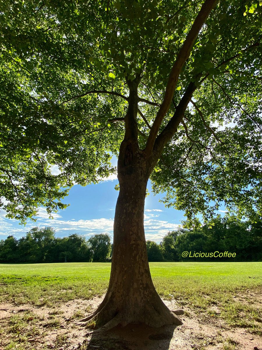 LiciousCoffee's tweet image. It’s #Saturday &amp;amp; the #Tradition continues until FOREVER

💝Relatable #AnitaBaker 🖼️

😍Another One in our Vault🎼
A unique🌳w/so much embedded history #AWinner 

*The1️⃣of 0nes🌿🌳🪾

A Muse +🌳+Nature+Inspiration+Imagination=💝

😘My🌳interpretations For #AnitaBakerSaturdays 👸🏽🙌🏾