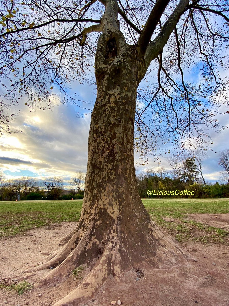 LiciousCoffee's tweet image. It’s #Saturday &amp;amp; the #Tradition continues until FOREVER

💝Relatable #AnitaBaker 🖼️

😍Another One in our Vault🎼
A unique🌳w/so much embedded history #AWinner 

*The1️⃣of 0nes🌿🌳🪾

A Muse +🌳+Nature+Inspiration+Imagination=💝

😘My🌳interpretations For #AnitaBakerSaturdays 👸🏽🙌🏾