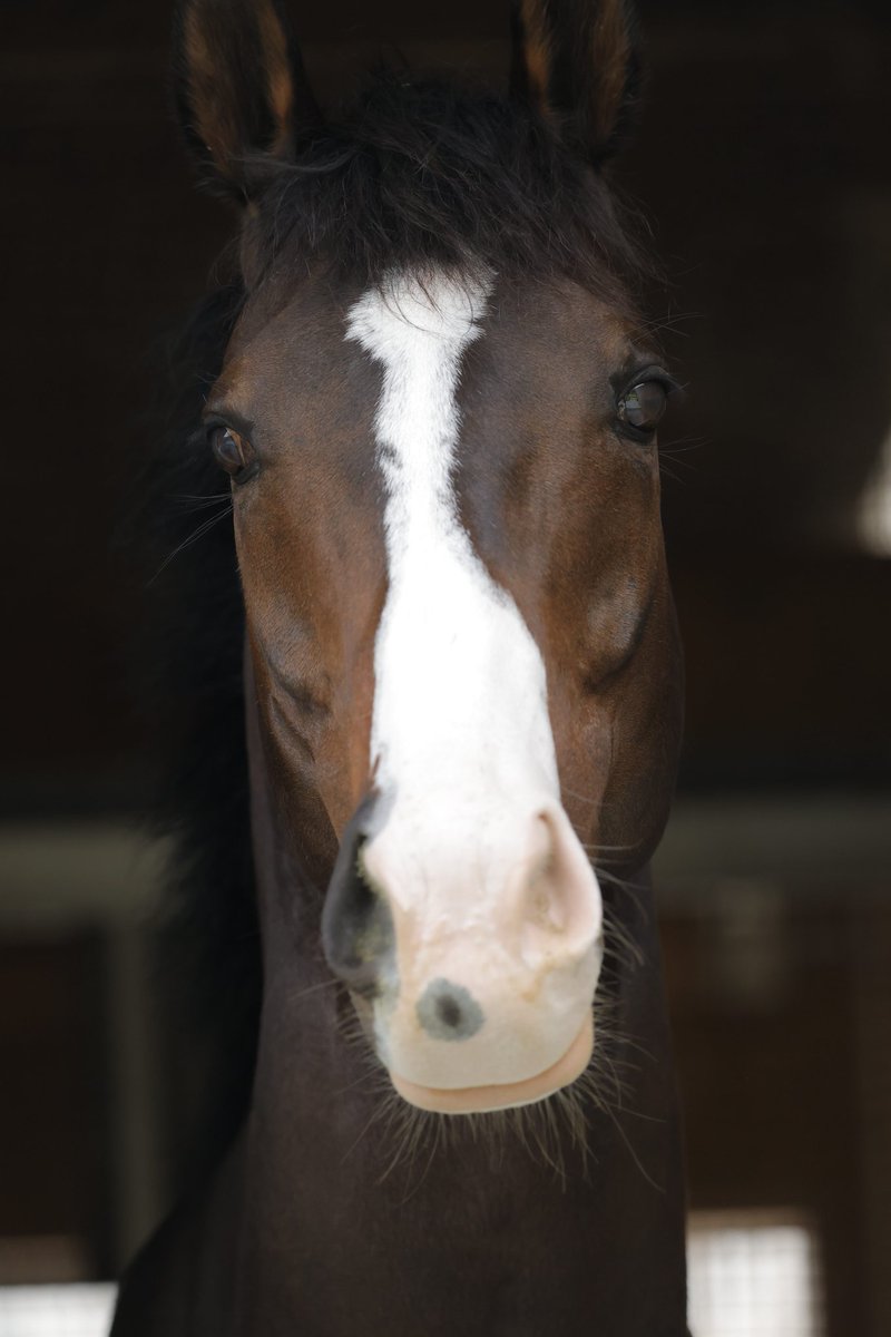 なしのき tweet media