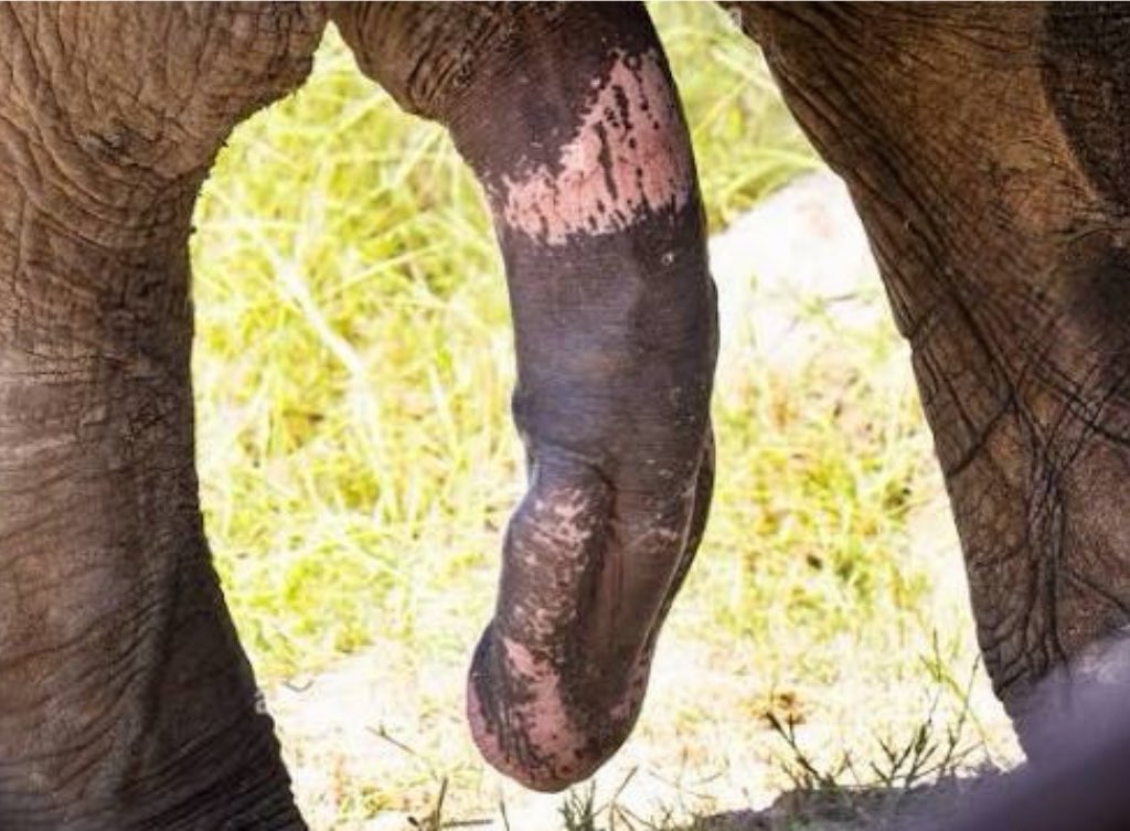 HowlingYunioshi tweet media