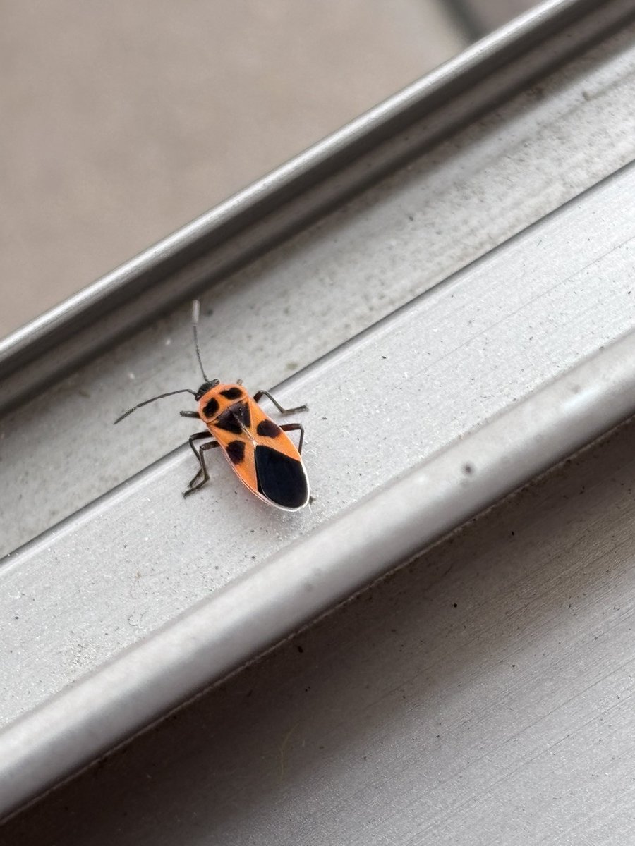 KYモデラーズ・オヤジ 5/16-17 72lab@静岡ホビーショー合同展 tweet media