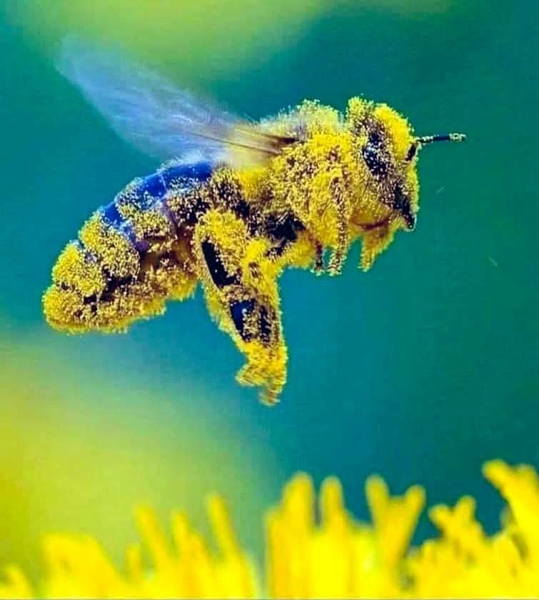 FaBA Honey🍯🐝 tweet media