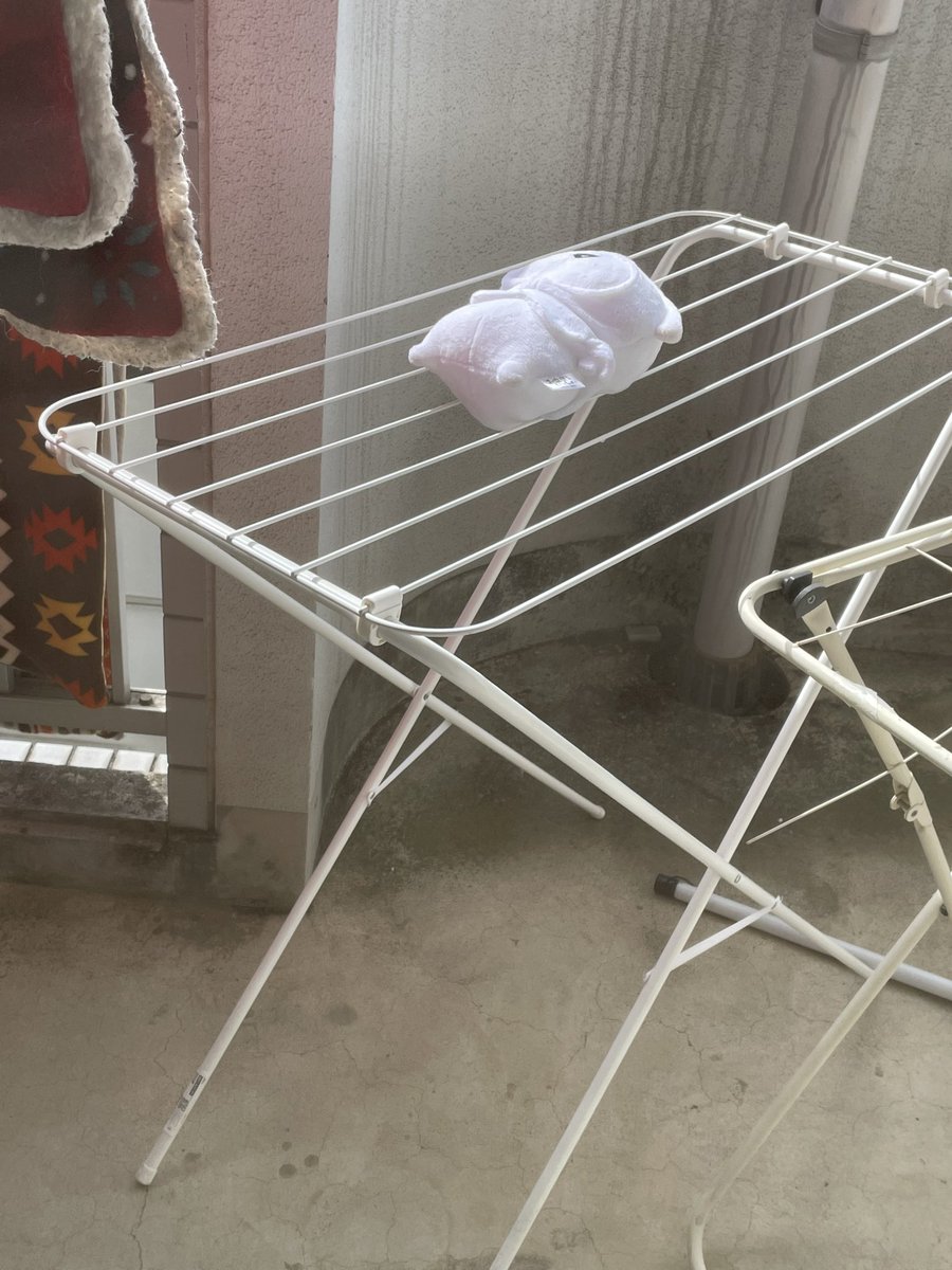 obu_v5's tweet photo. イカ🦑の丸干しの気分なのです
（※連れ歩いたら汚れちゃったのでお風呂に入れました） https://t.co/HwDKAGRdH9