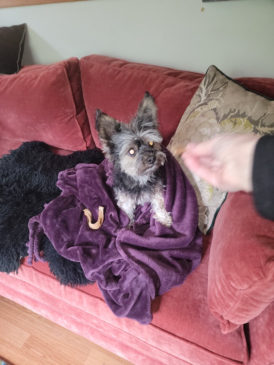 Banana Joe Freedom Fighter tweet media