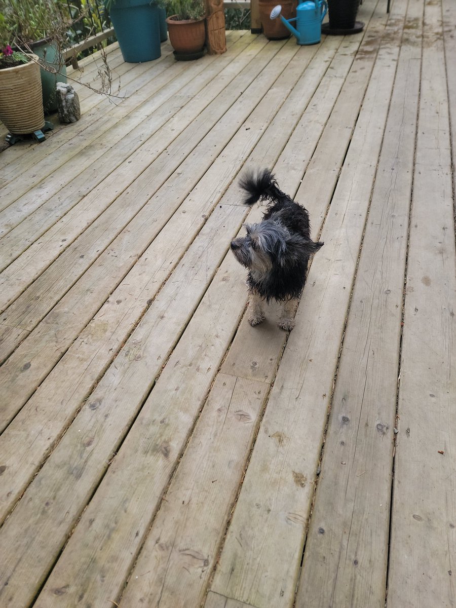 Banana Joe Freedom Fighter tweet media