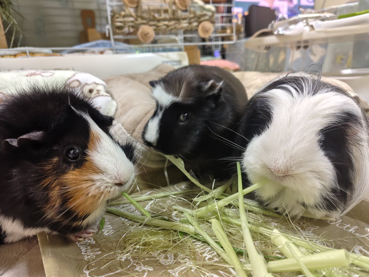 昨日のわちゃわちゃおやつタイムの様子😊

🐨たべてもいいですか？