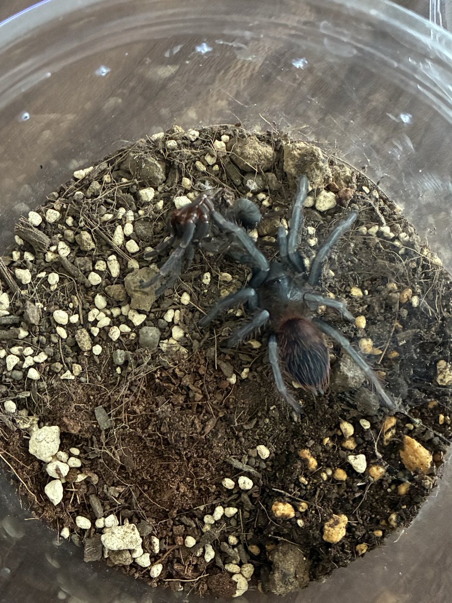 ☁️OMUWO☁️タランチュラ🔰 tweet media