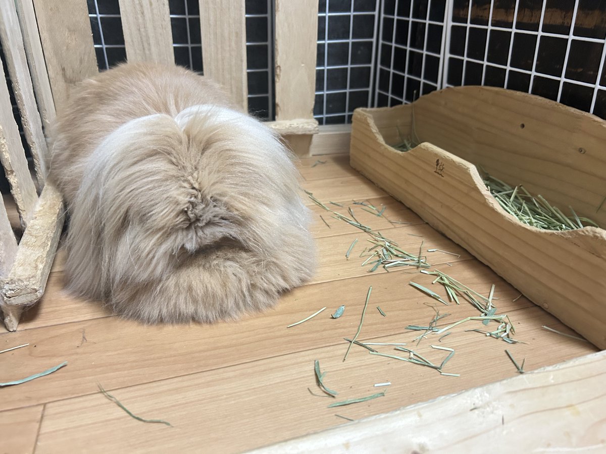 外道のダルマ tweet media