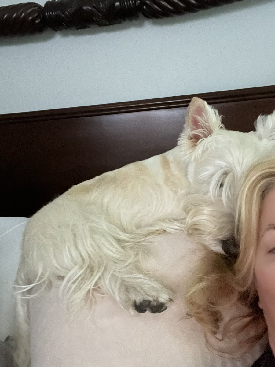 rozcar28's tweet image. Dreamcatcher #Dogs #Scottishterrier #SweetDreams