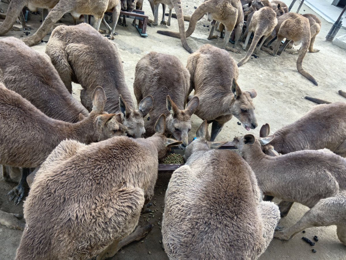カンガルー広場（ひびき動物ワールド） tweet media