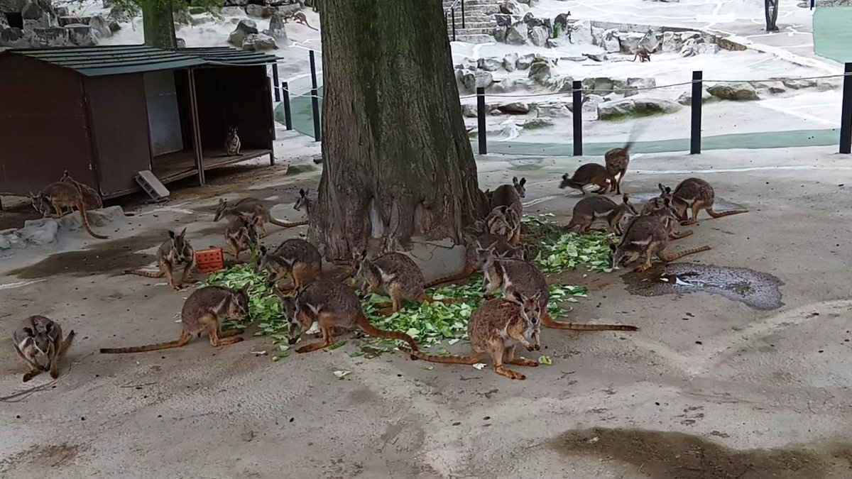 カンガルー広場（ひびき動物ワールド） tweet media