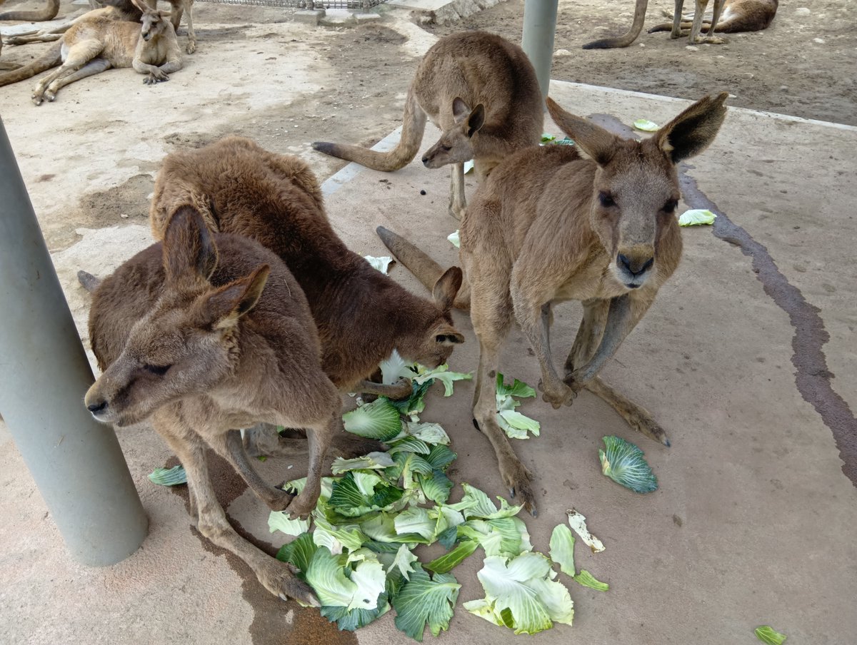 カンガルー広場（ひびき動物ワールド） tweet media