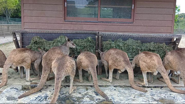 カンガルー広場（ひびき動物ワールド） tweet media