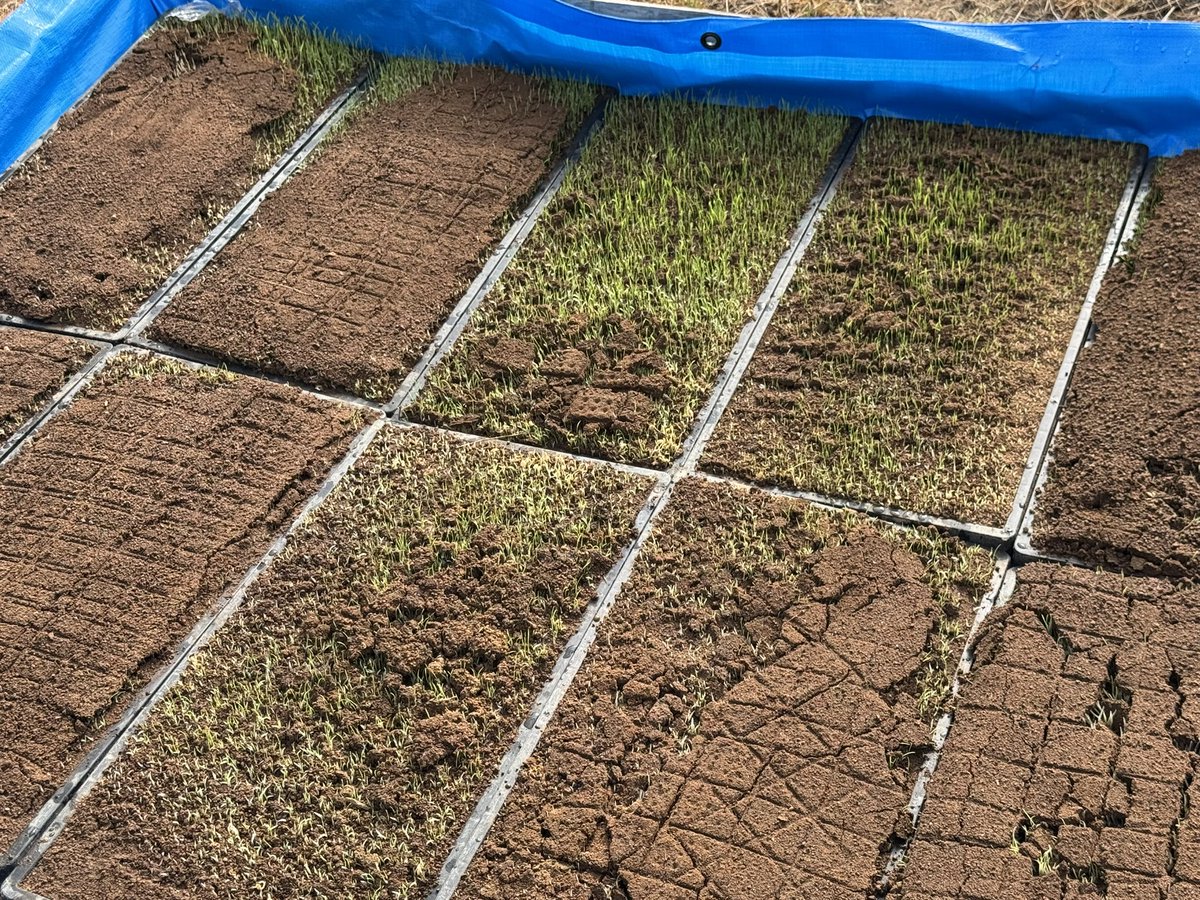 ちゃお tweet media