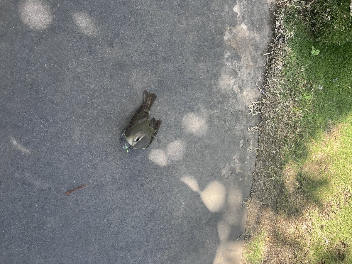 Sunshine tweet media