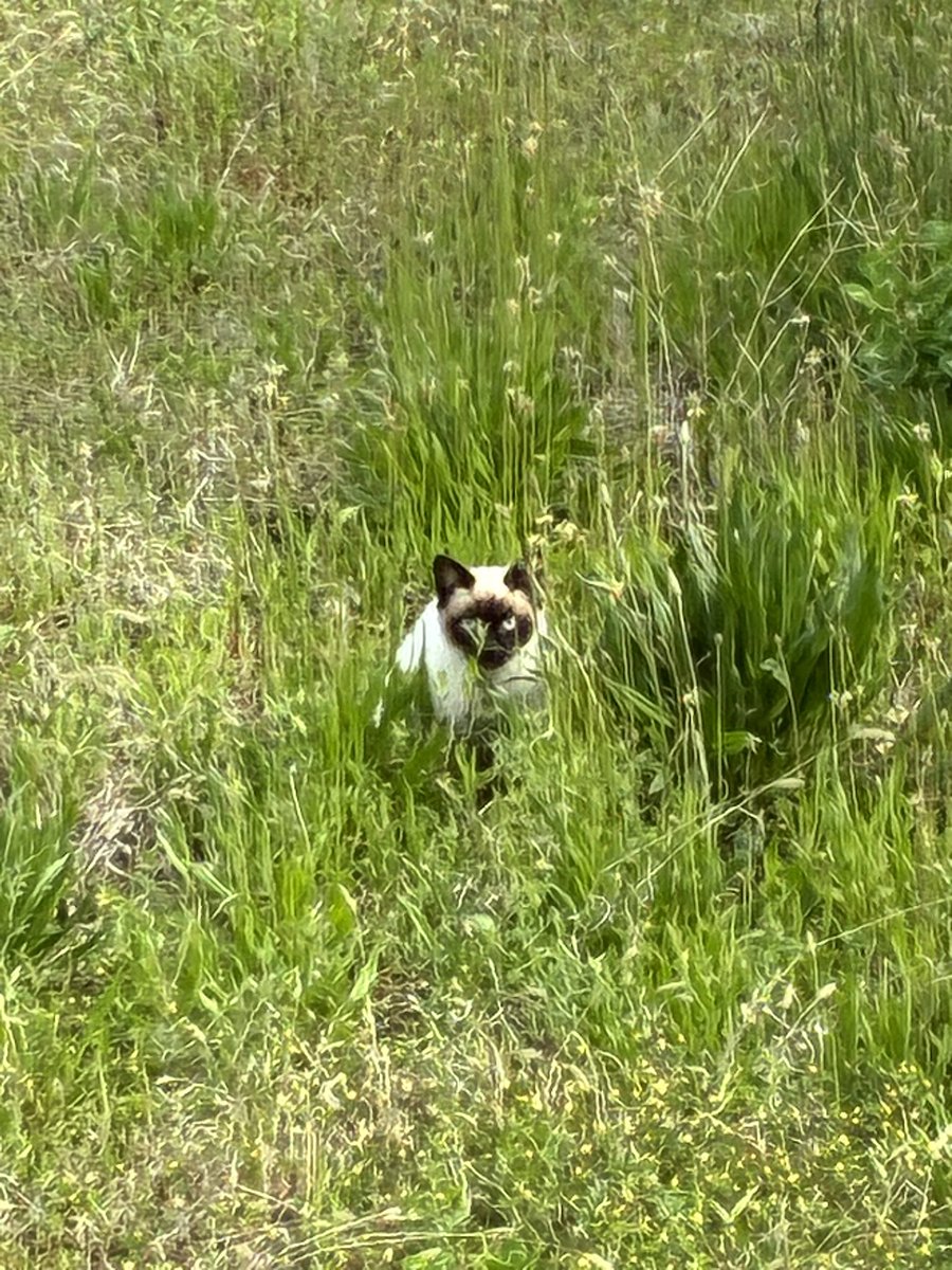 六分儀　暁(ろくぶんぎ　あかつき) tweet media