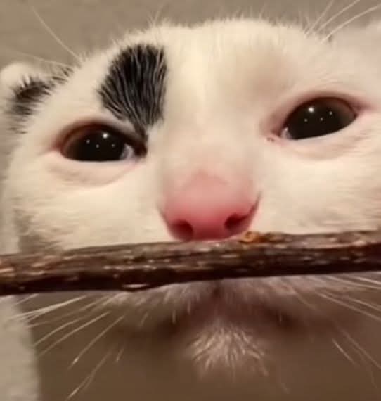 Miriko VT tweet media